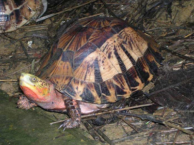 Một cá thể Rùa hộp trán vàng miền Nam được phát hiện tại cao nguyên Lang Biang - Lâm Đồng Ảnh: Nguyễn Hiền