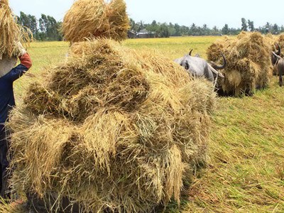 Cánh đồng mẫu lớn lợi cho ai?