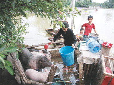 Ngổn ngang vùng lũ