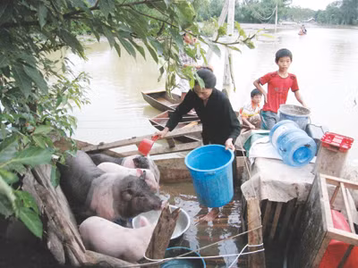 Ngổn ngang vùng lũ