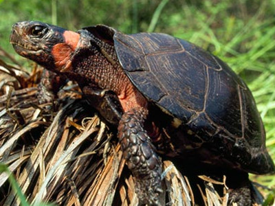 Năm loài động vật quý sắp biến mất