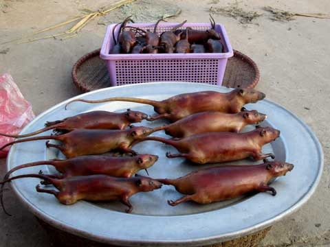 Ngay Hà Nội: Cỗ sang phải có thịt chuột