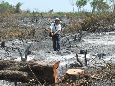 Sáu tháng, xóa sổ 90 ha rừng tự nhiên