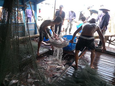 'Ngắc ngoải', thiếu thị trường