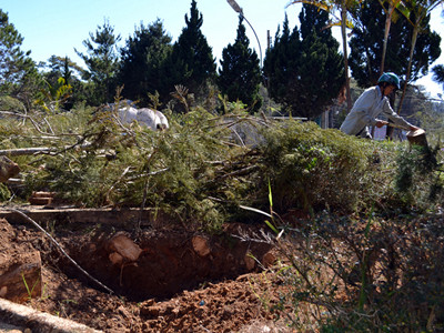 Cây phượng tím cổ thụ bị đào mất gốc