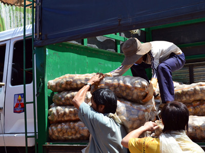 Khoai tây Trung Quốc lại ngược đường lên Đà Lạt