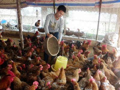 Thị trường thức ăn chăn nuôi: Thất thế vì đói vốn