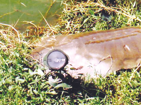 Cụ Rùa trên lưng chi chít các vết thương nghi do bị đập bằng vật cứng và lưỡi câu chùm Ảnh: Tư liệu