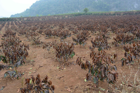 Tháng 1, Bắc Bộ nhiều đợt rét đậm, hại