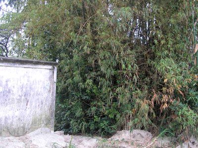 Trót dại có con, học sinh lớp 12 bỏ con trong bụi tre