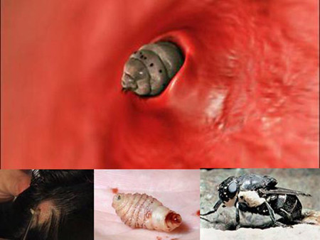 Rùng rợn cảnh giòi làm ổ, ăn thịt sống dưới da người