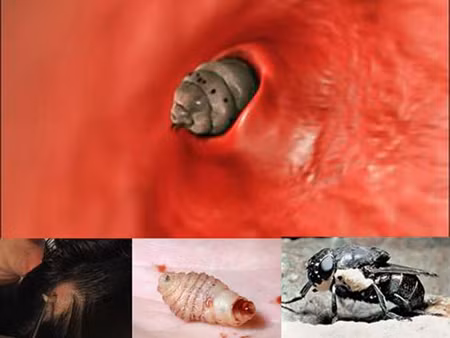 Rùng rợn cảnh giòi làm ổ, ăn thịt sống dưới da người