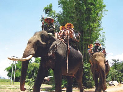 Mai mối cho voi nhà Đắk Lắk