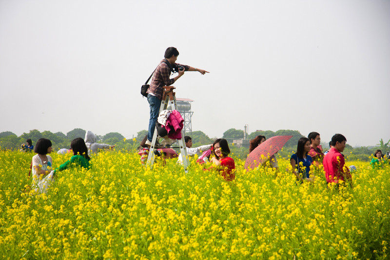 “Sốt” dịch vụ mùa hoa cải