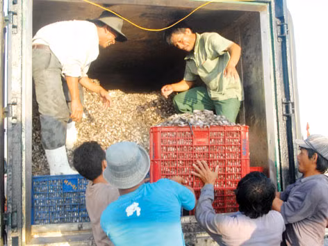 Thủy sản 'bò' qua Trung Quốc: Bài học cho doanh nghiệp nội