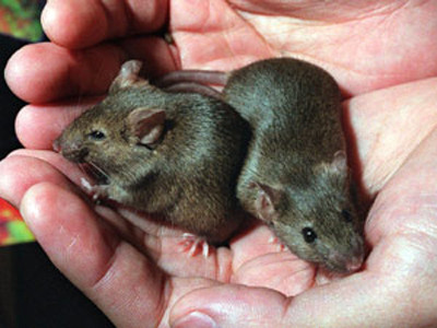 Bị bắt vì… 'khủng bố thực phẩm bằng chuột'