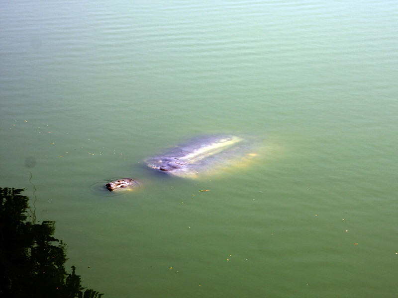 Cụ rùa hồ Gươm nổi sáng 7 - 11