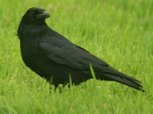 Phát hiện mới về khả năng ghi nhớ của loài quạ