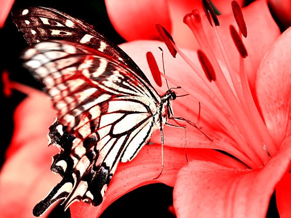 Bướm đọ sắc cùng hoa