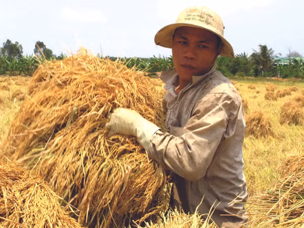 Ai được lợi từ mua tạm trữ lúa?