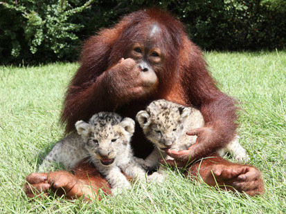 Bố đười ươi, con nuôi… sư tử