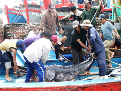 Khai thác cá ngừ đại dương: Bấp bênh