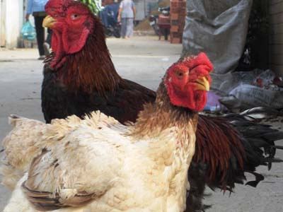 50 triệu đồng một cặp gà Đông Tảo