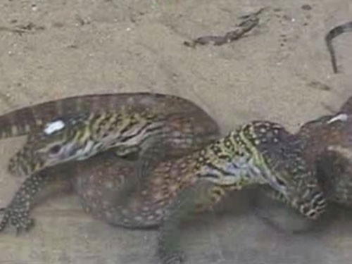 7 con rồng Komodo hiếm chào đời ở Indonesia