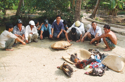 Tiền Giang: Triệt phá trường gà, bắt 88 con bạc