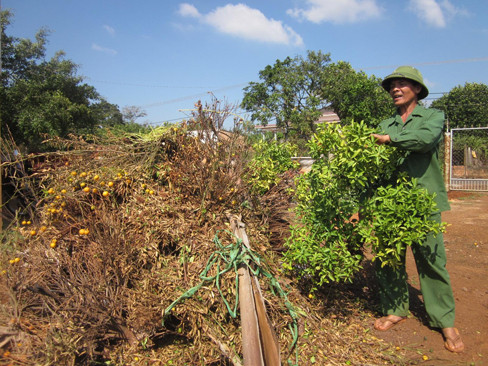 Quất đổ bệnh, dân mất tiền tỉ
