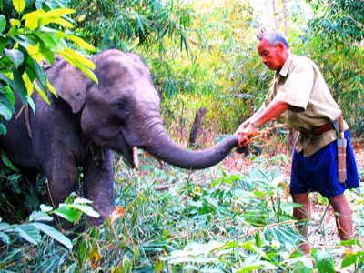 Nài voi - nghề 'độc' nguy cơ thất truyền