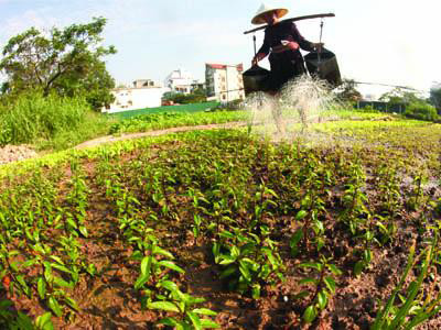 Đầu tư 2 tỷ đồng bảo tồn húng Láng