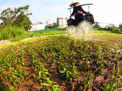 Đầu tư 2 tỷ đồng bảo tồn húng Láng