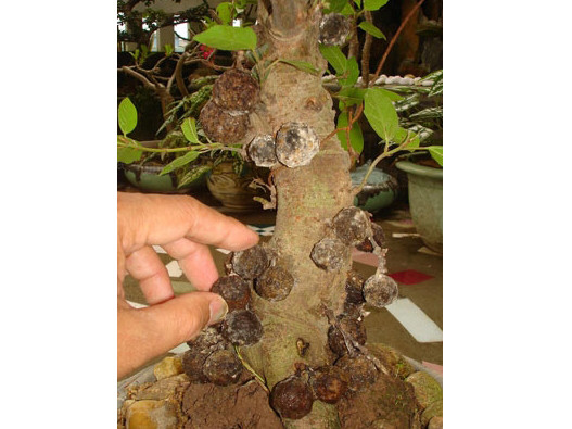 Ham rẻ, mua phải hoa kiểng giả, hoa kiểng 'độ'