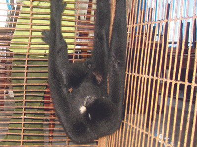 Cứu hộ vượn đen má hung quý hiếm