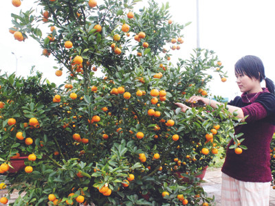 Năm nay nhiều quất, mai Tết có giá trên dưới chục triệu đồng Ảnh: Nguyễn Huy