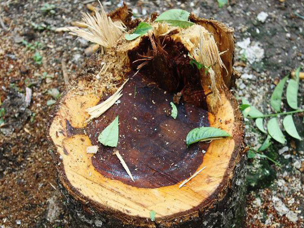 Sưa đỏ tiền tỷ giữa Hà Nội bị cưa đổ trong đêm mưa