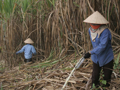 Đường ế, tại ai?