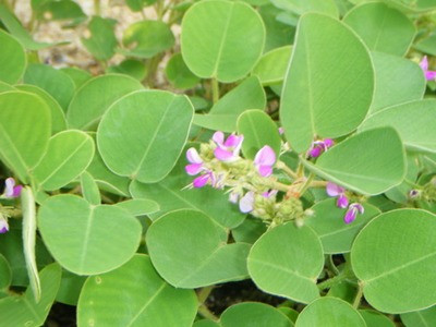 Kim tiền thảo điều trị sỏi niệu, sỏi mật, viêm gan, viêm thận