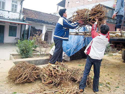 Giá dược liệu đông y đang tăng vùn vụt