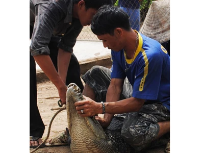 Còn 7 con cá sấu sổng chuồng chưa bắt được