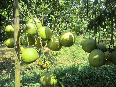 Bưởi Đoan Hùng được mùa lớn