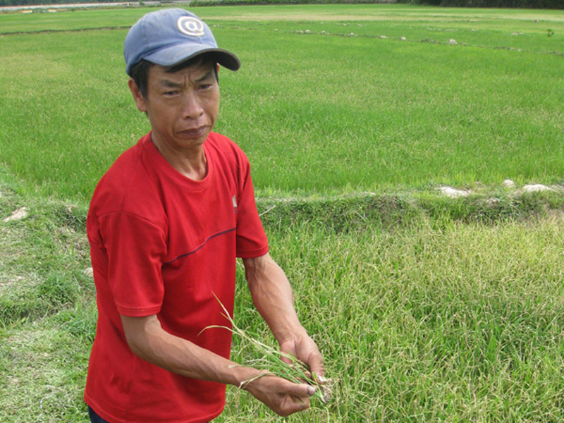 Lúa chết khô vì thiếu điện