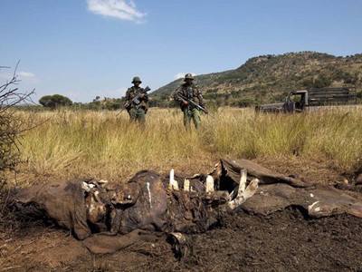 Siết quản sừng tê giác chiến lợi phẩm