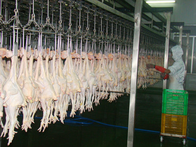 Người chăn nuôi lao đao vì thịt nhập