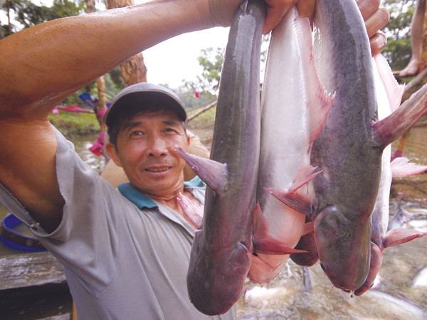 Người nuôi cá tra đến bao giờ mới được giải cứu? Ảnh: Hồng Lĩnh