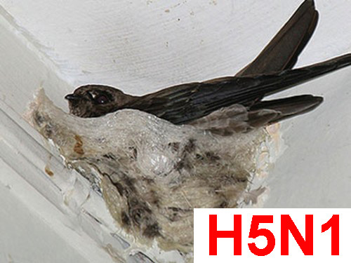 Hàng ngàn con chim yến chết dương tính với H5N1
