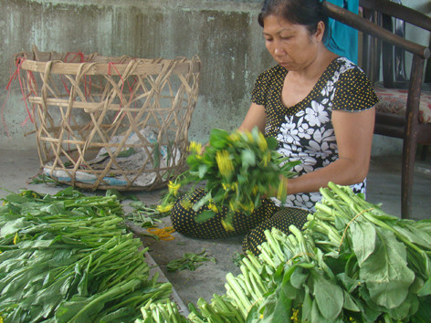 Nông dân quay lưng với VietGAP