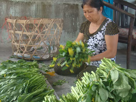 Nông dân quay lưng với VietGAP