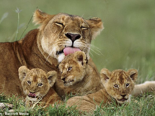 Tình mẫu tử trong thế giới hoang dã